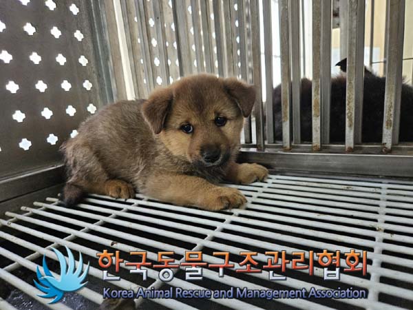 한국동물구조관리협회_441559202400989